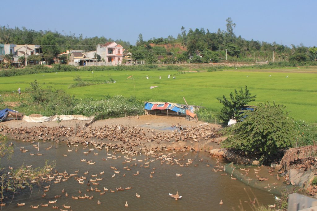 19-A lot of ducks, used to clean the rice fields.jpg - A lot of ducks, used to clean the rice fields